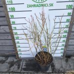 Čučoriedka kanadská (Vaccinium corymbosum) - čučoriedkové KVARTETO 4v1, výška 80-130 cm, kont.C20L 